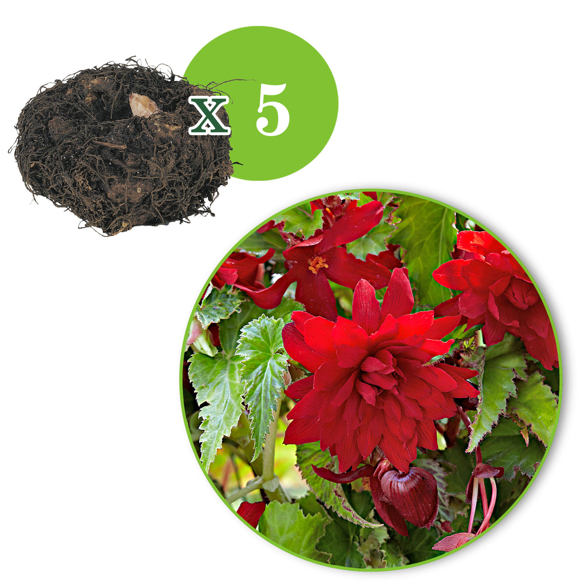 5x Begonia pendula 'Scarlet' red Red