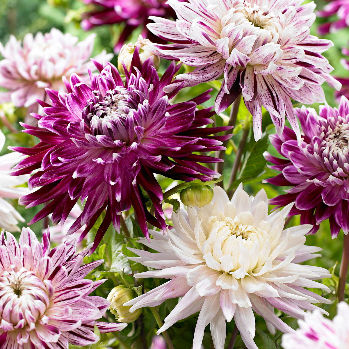 2x Dahlia 'Avignon' + 1x Dahlia 'Vancouver' purple-white