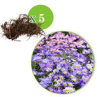 5x Bushy Aster purple-yellow - Bare rooted - Hardy plant