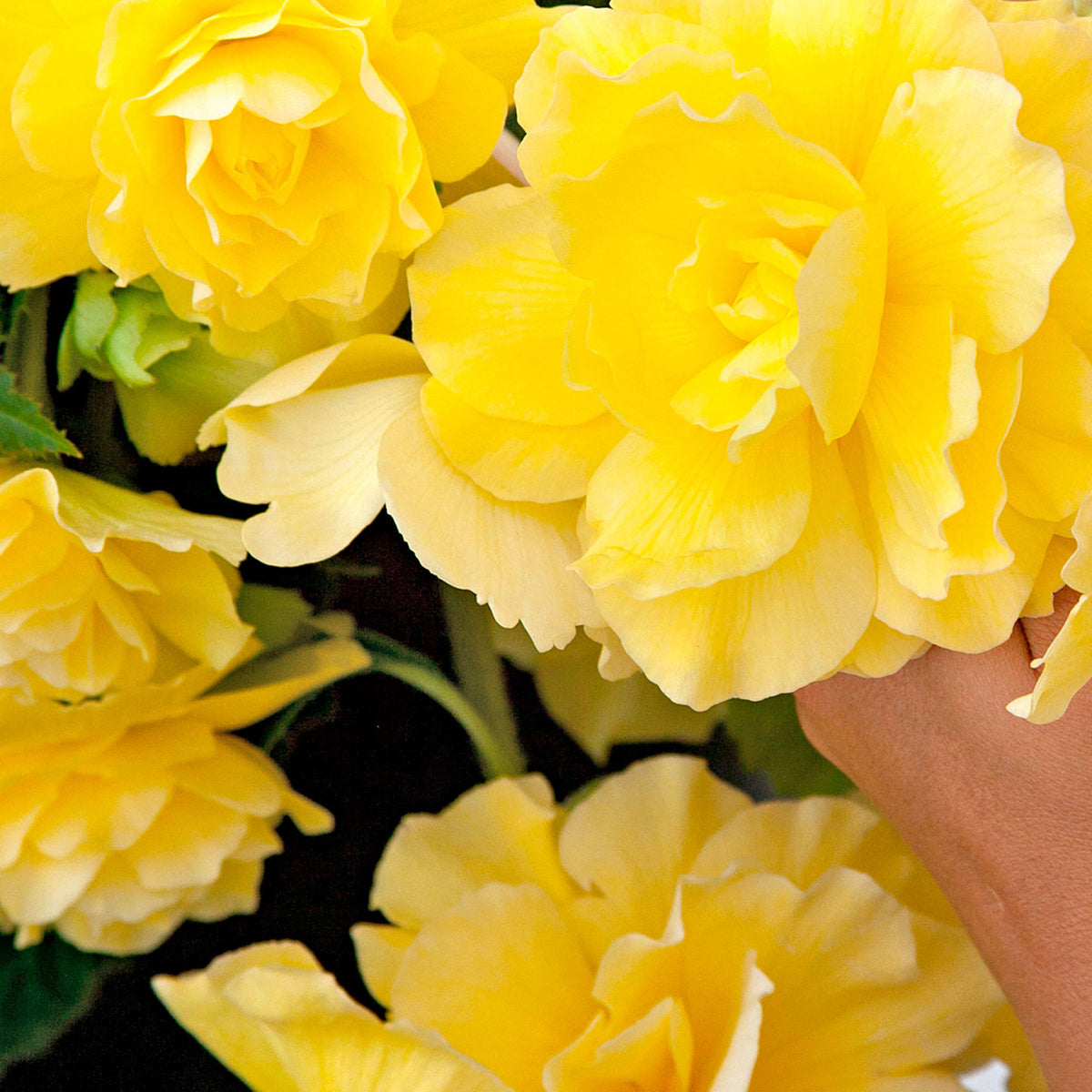5x Begonia 'Yellow Flame' Yellow