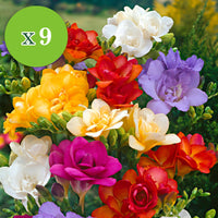 30x Flower bulbs - Mix