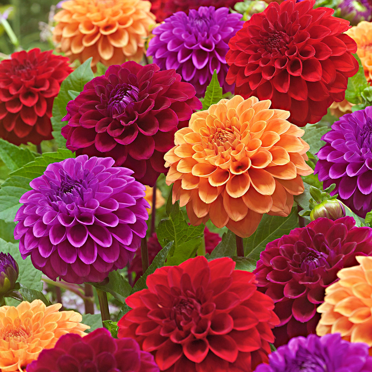 Dahlia - Mix 'Origami Honey'