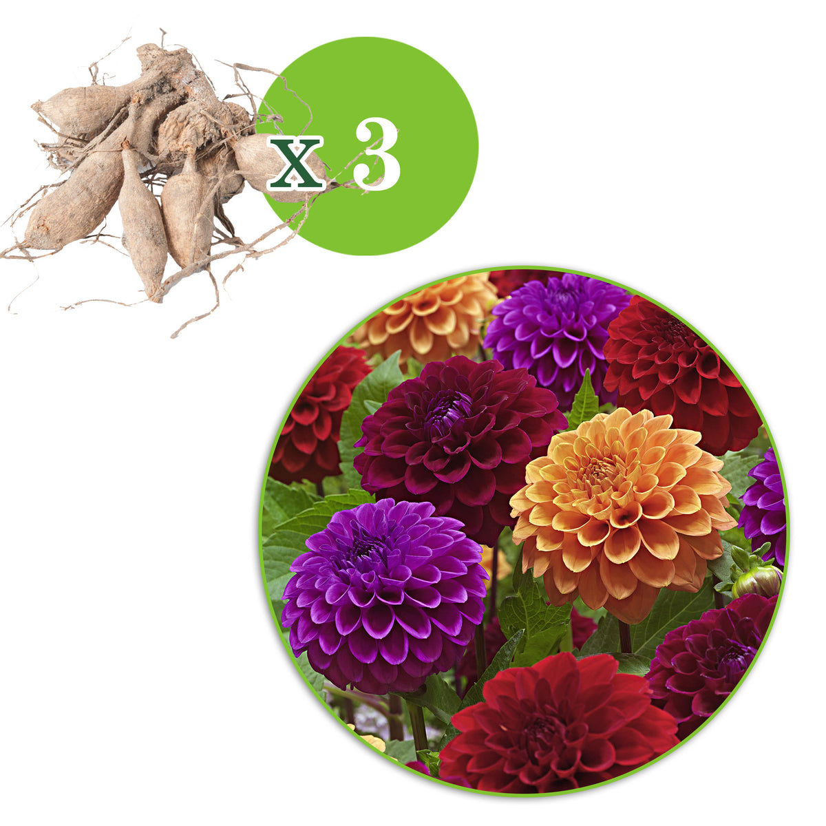 Dahlia - Mix 'Origami Honey'