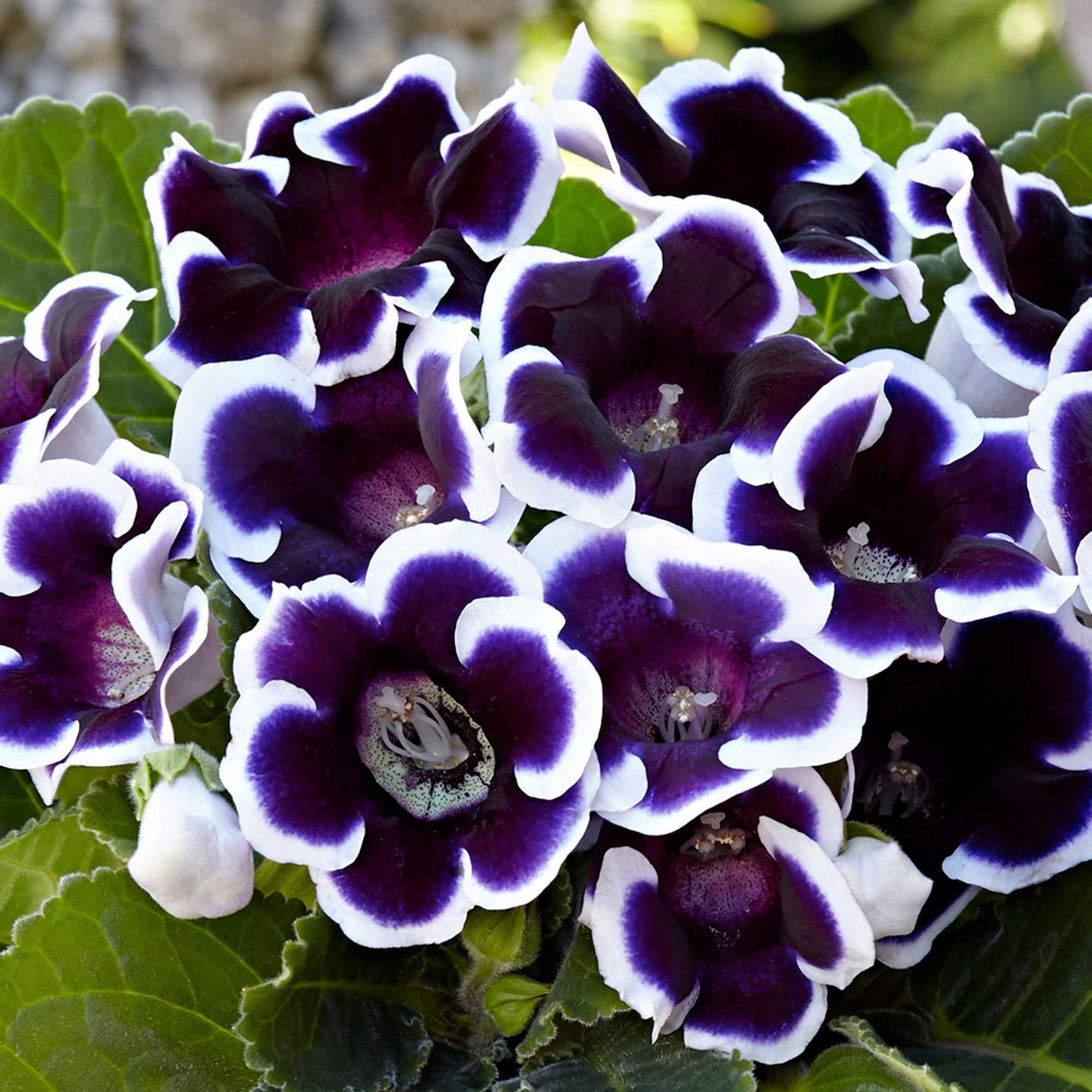 Buy 2x Gloxinia 'Kaiser Wilhelm' purple-white | Bakker.com