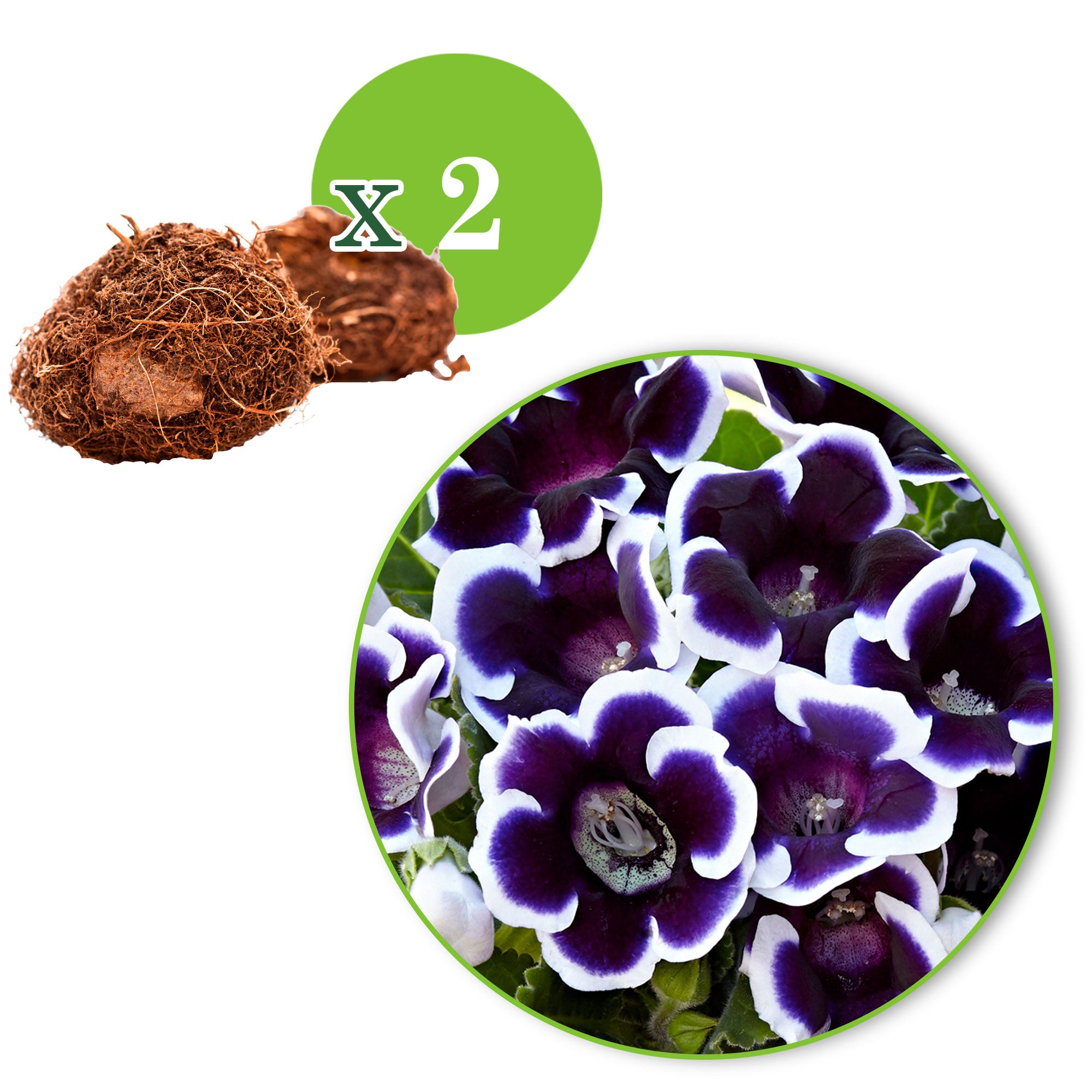 Гуленьки（Gulenki） Buy 2x Gloxinia 'Kaiser Wilhelm' purple-white | Bakker.com