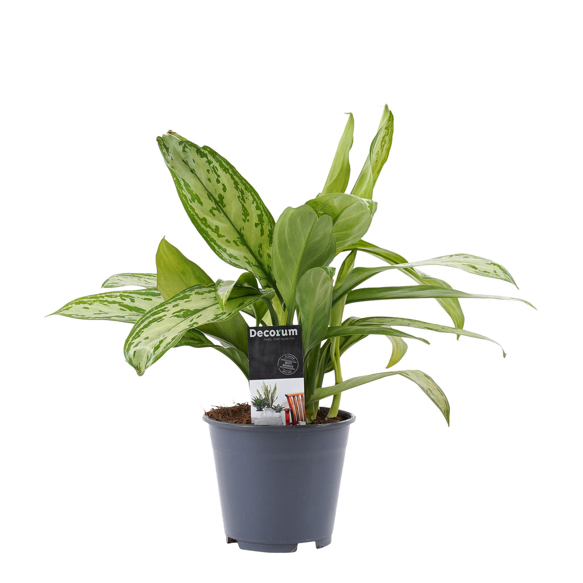 Chinese evergreen Aglaonema 'Silver Queen'