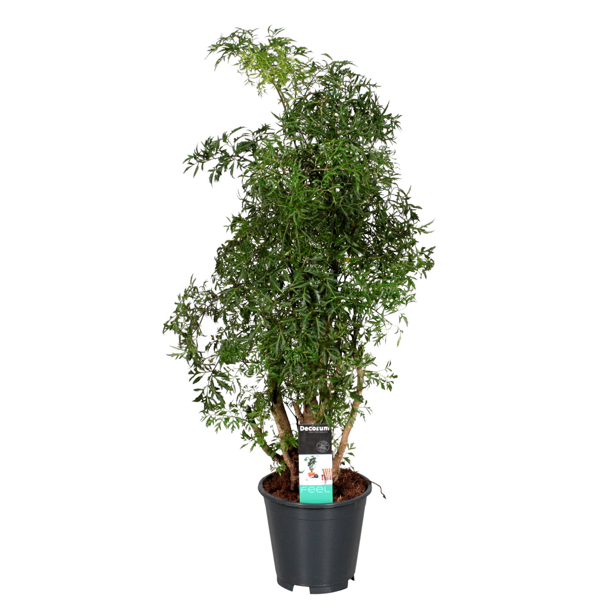 Polyscias 'Hawaiiana Ming'