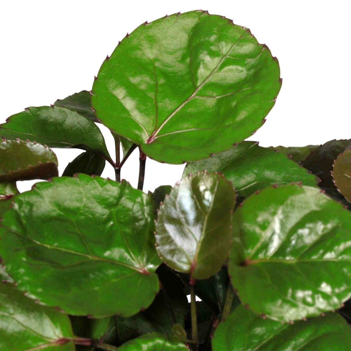 Polyscias 'Fabian'