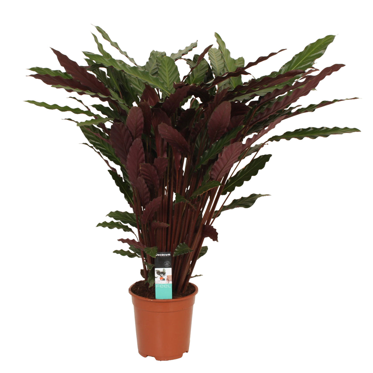 Velvet Calathea 'Wavestar' XL