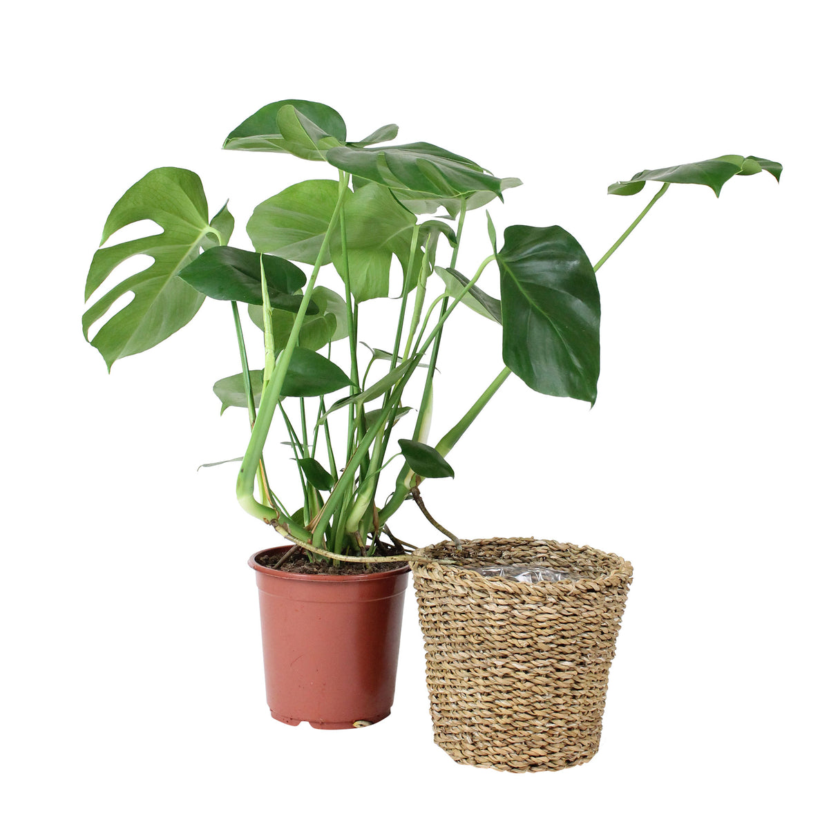 Swiss cheese plant Monstera deliciosa green including basket
