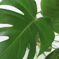 Swiss cheese plant Monstera deliciosa green including basket