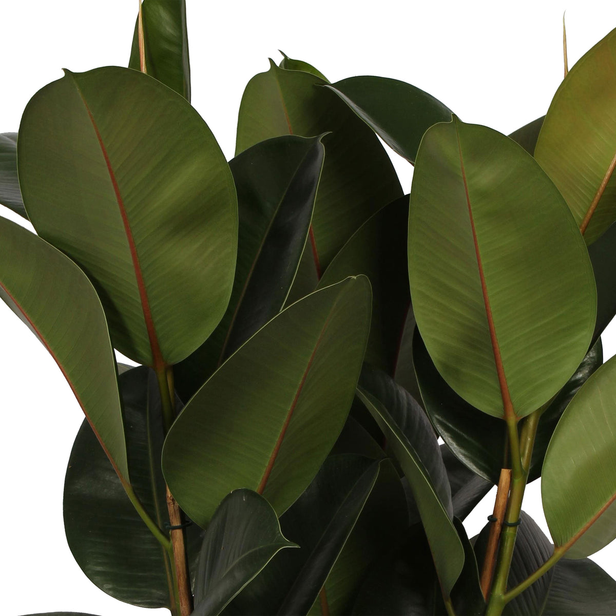 Rubber plant Ficus elastica 'Robusta' on stem