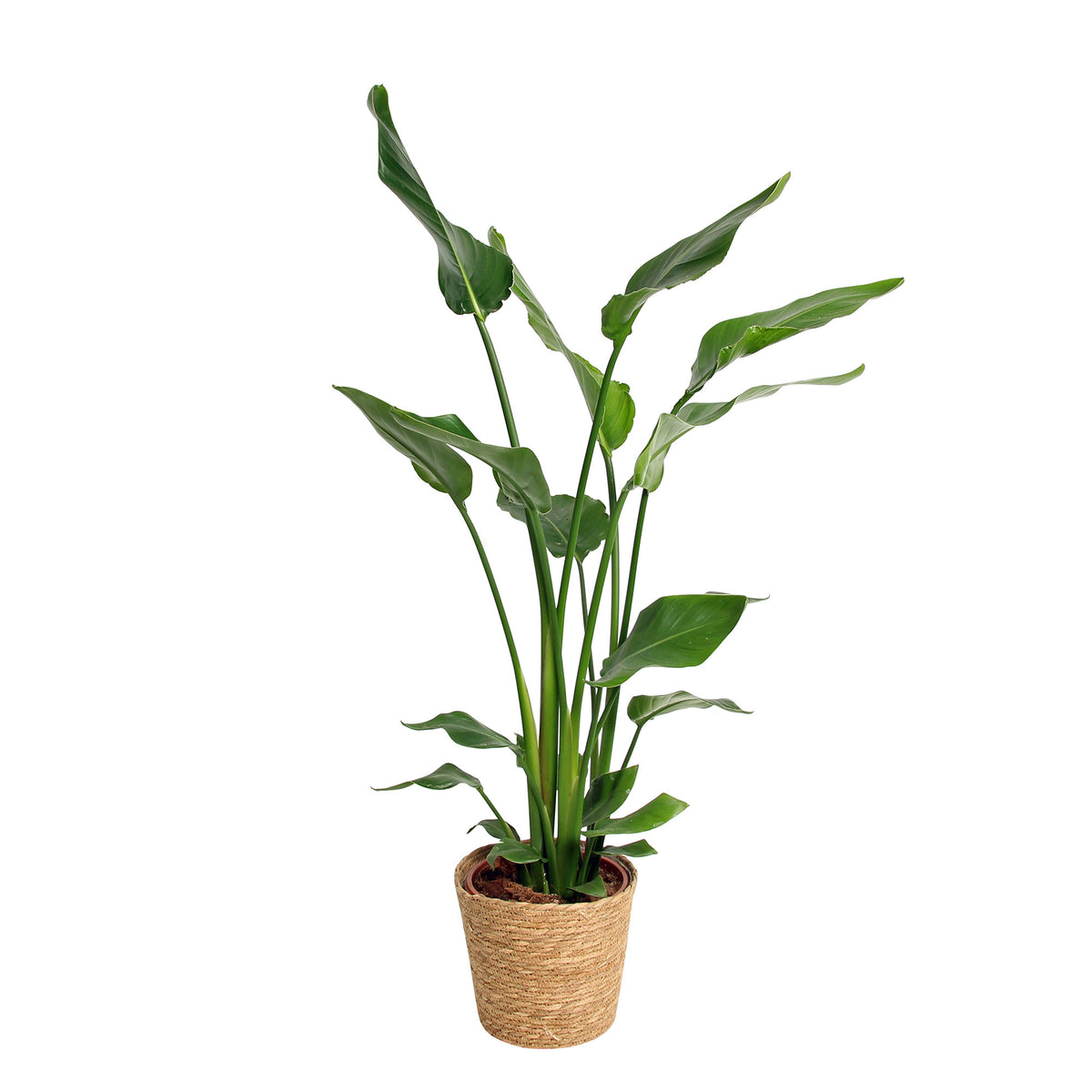 Bird of paradise plant Strelitzia nicolai incl. basket