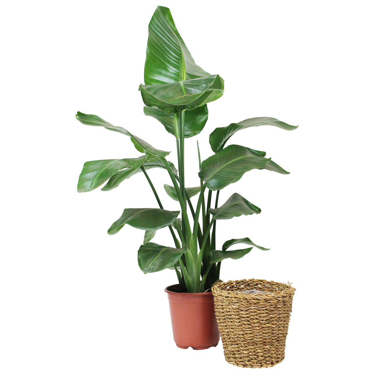 Bird of paradise plant Strelitzia nicolai incl. basket
