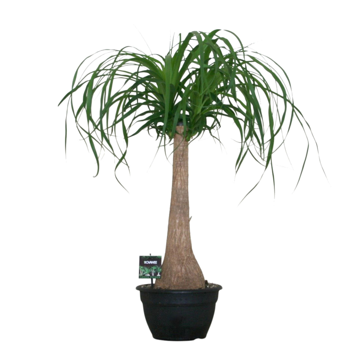 Ponytail palm Beaucarnea recurvata on stem