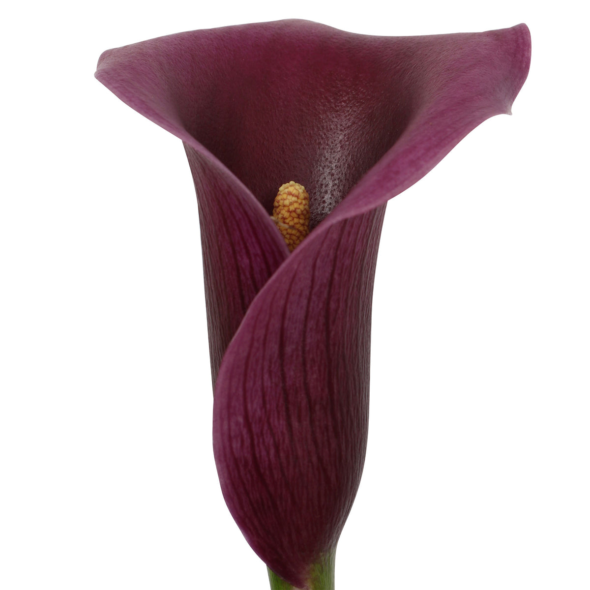 2x Arum Zantedeschia 'Paco' purple