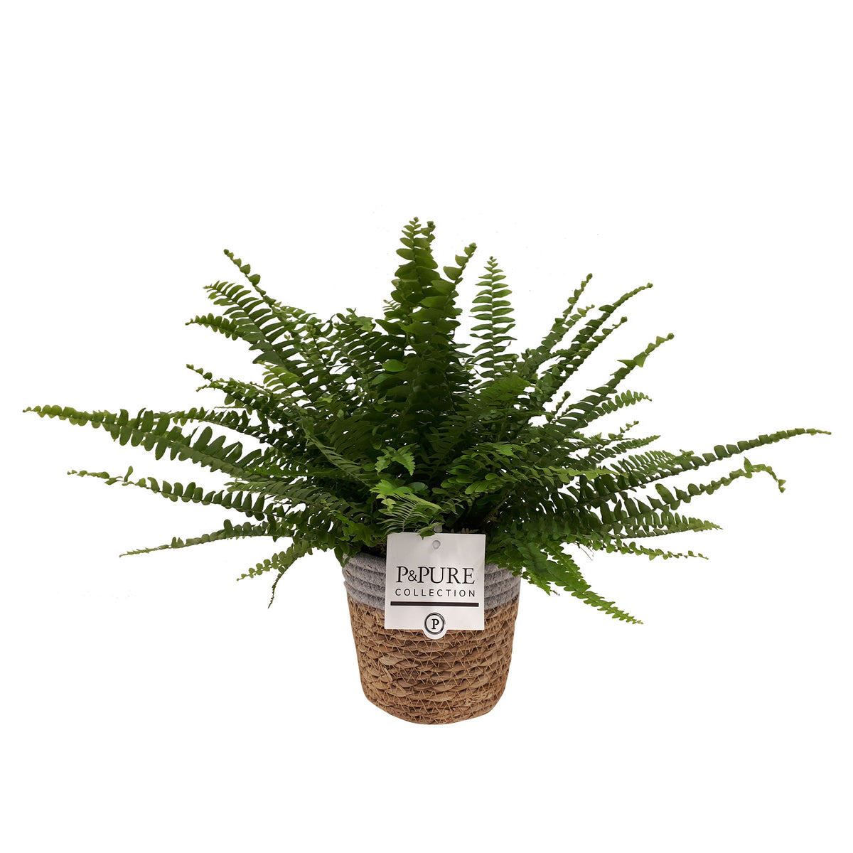 Sword fern Nephrolepis 'Green Lady' including basket
