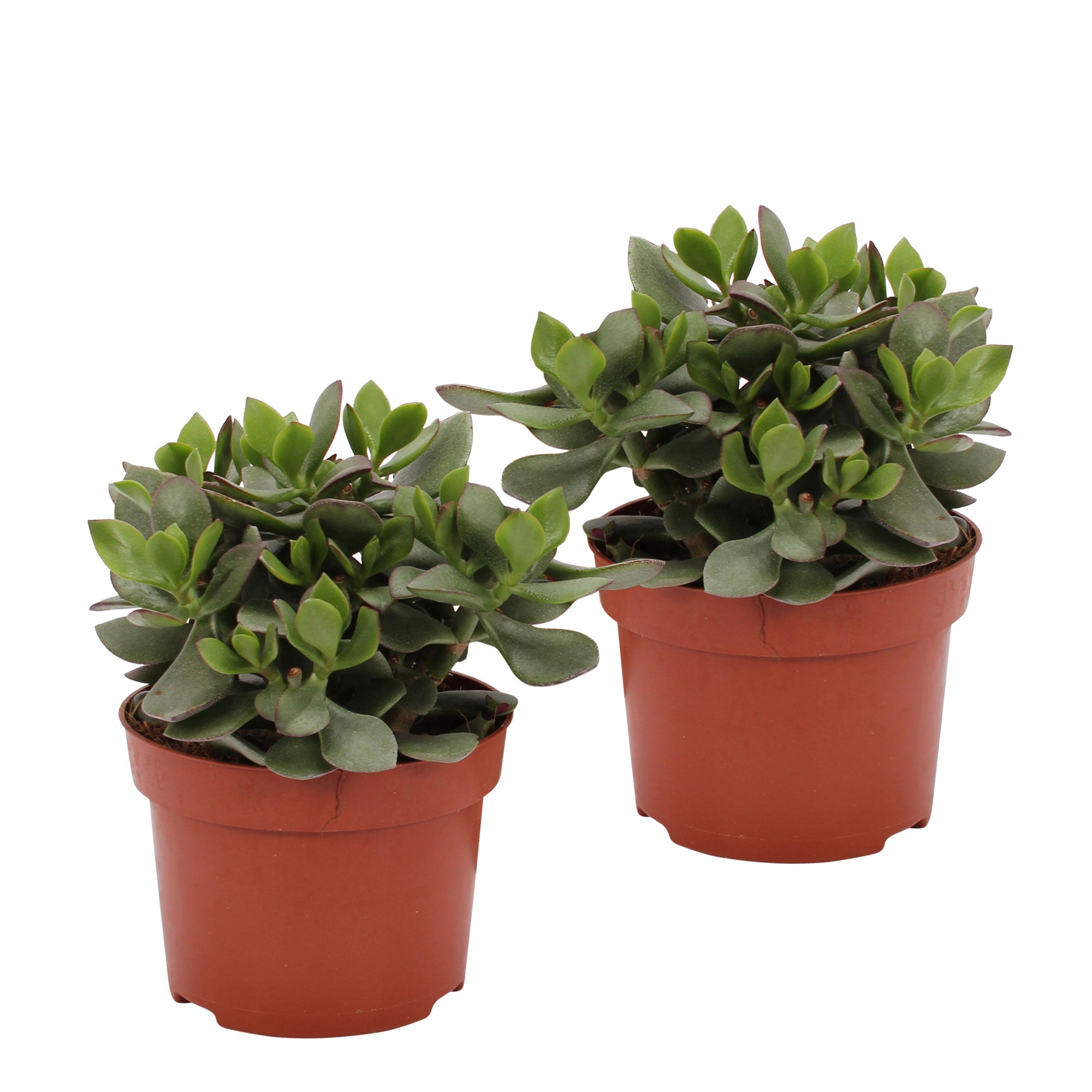 jade magic plant Buy house plants now 2x Succulent Jade plant Crassula 'Magic'