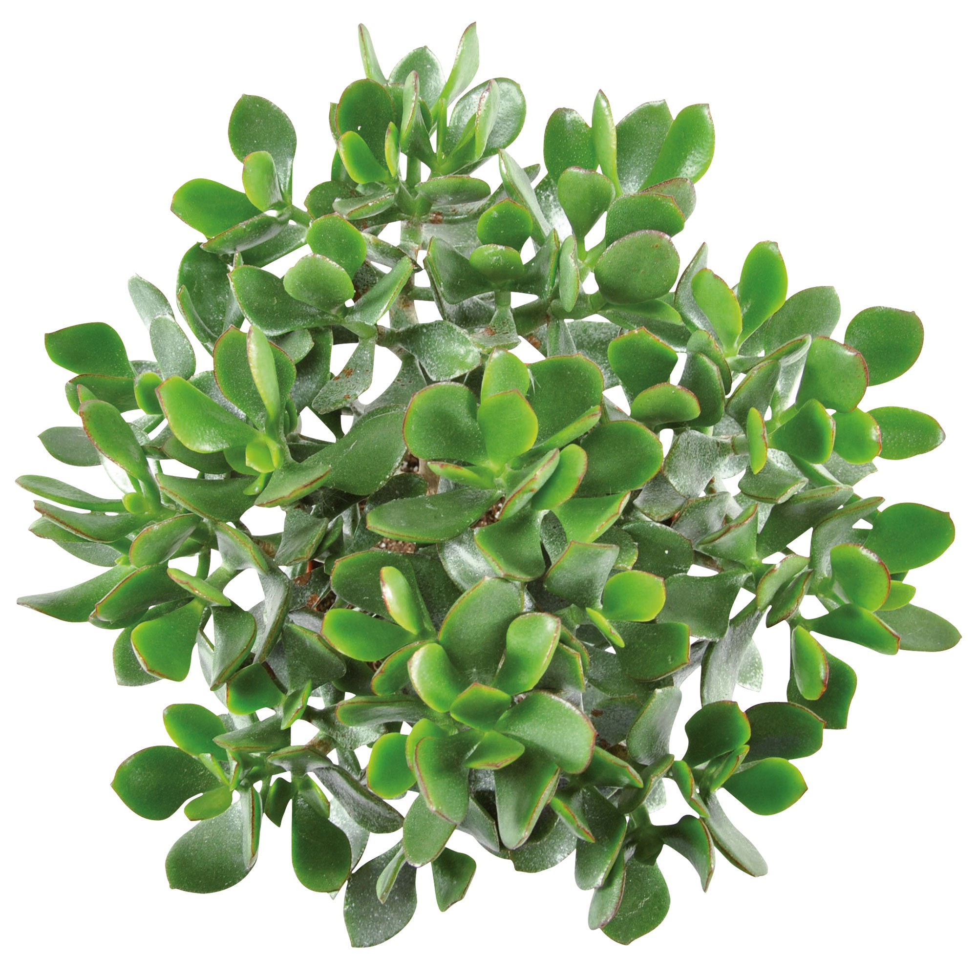 jade magic plant Buy house plants now 2x Succulent Jade plant Crassula 'Magic'