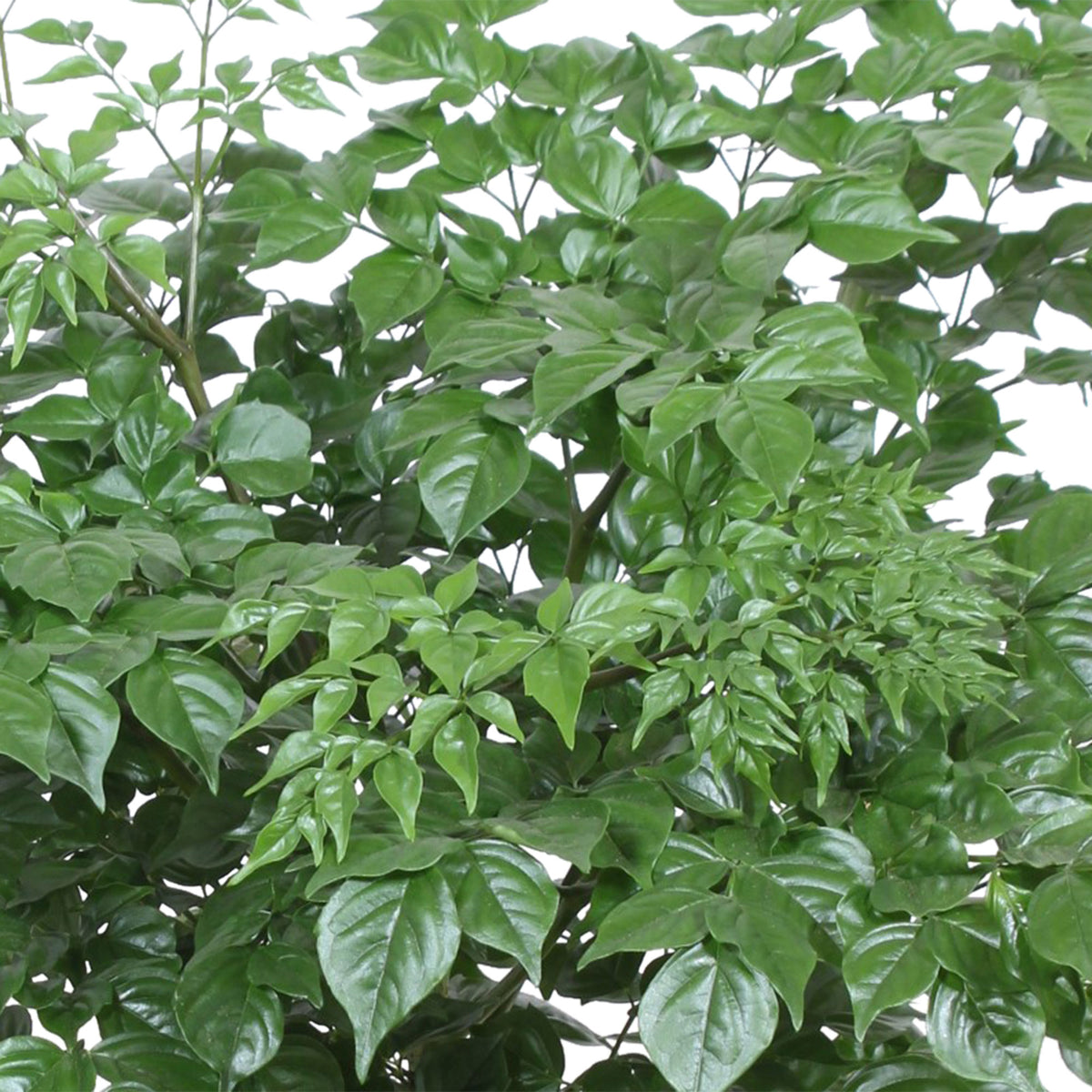 Radermachera sinica
