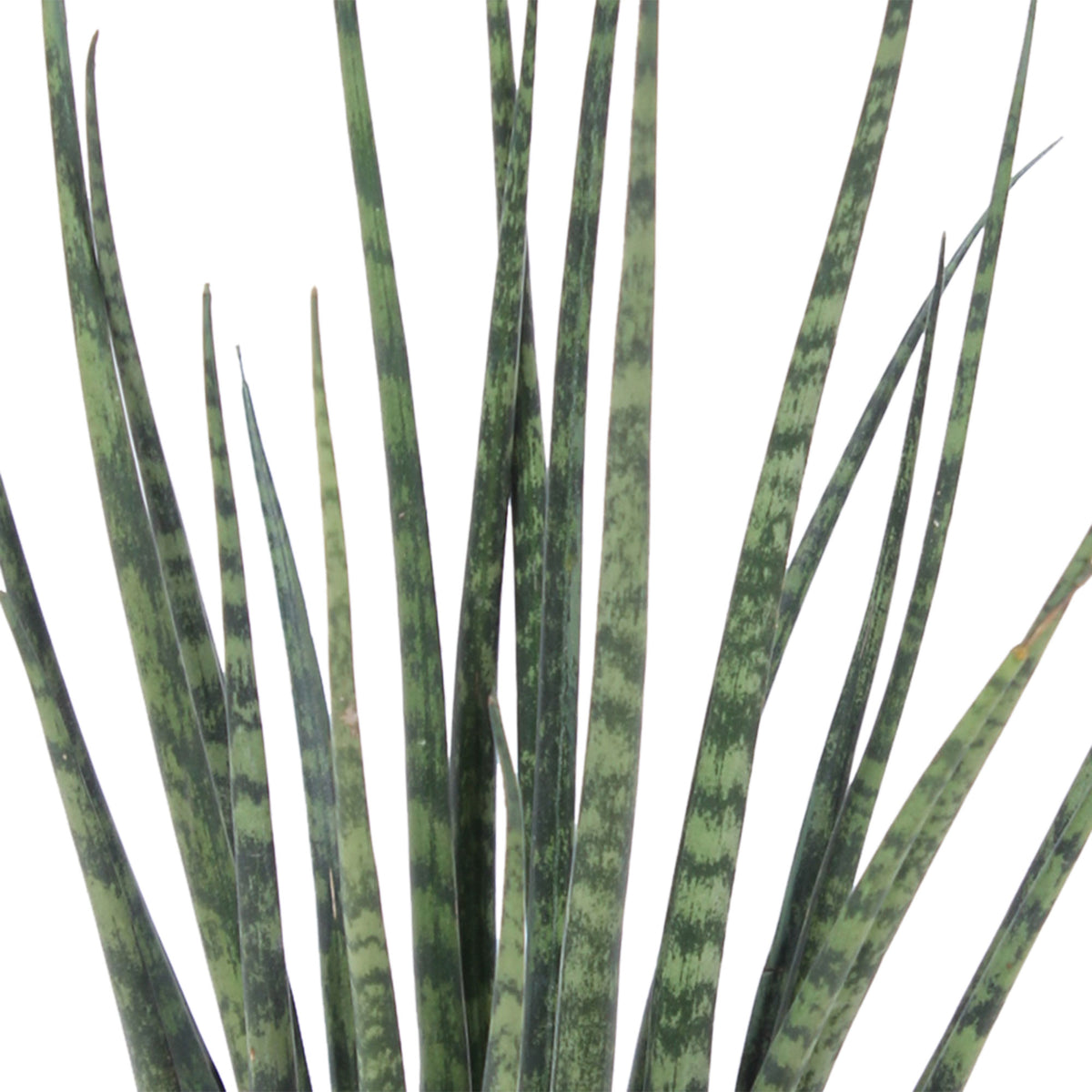 Snake plant Sansevieria 'Fernwood Mikado'