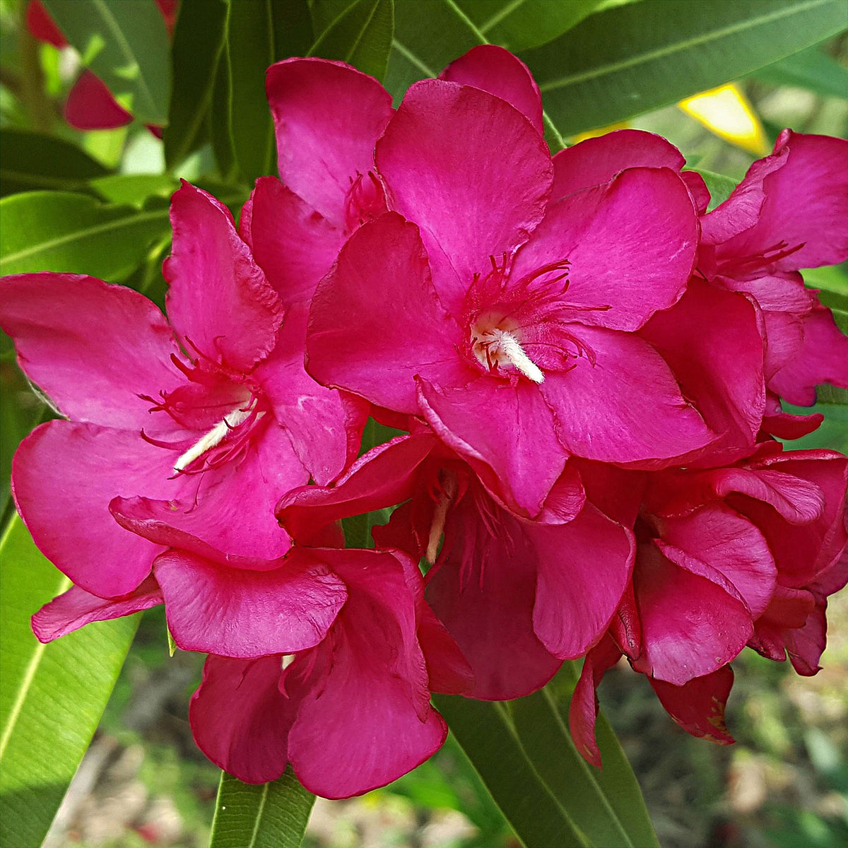 Nerium oleander Red-Pink
