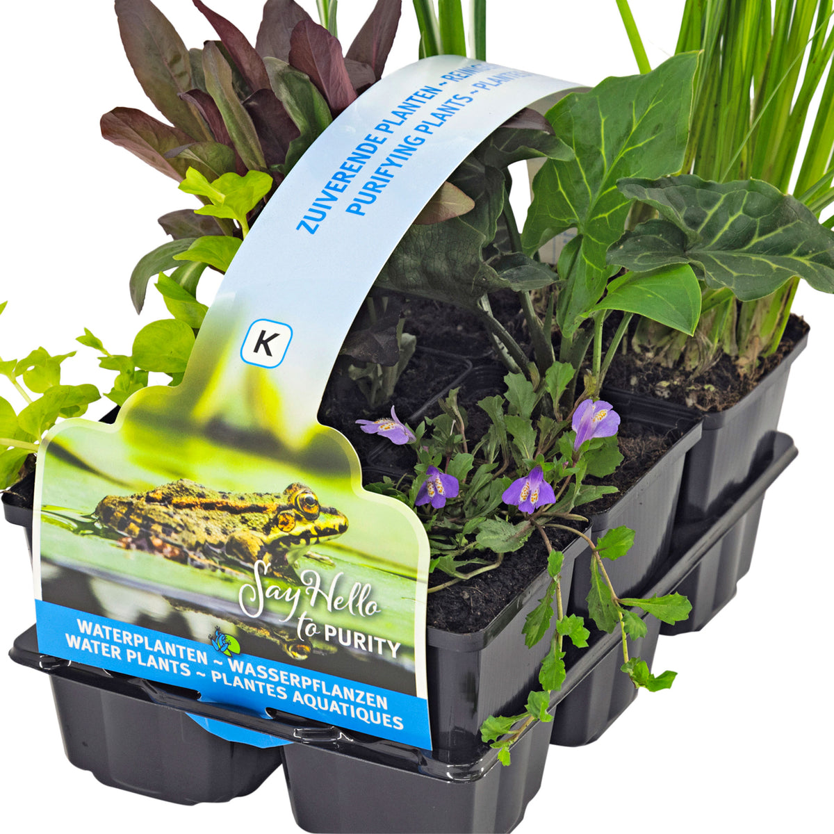 6x Oxygenating aquatic plants - Mix 'Clear Water'