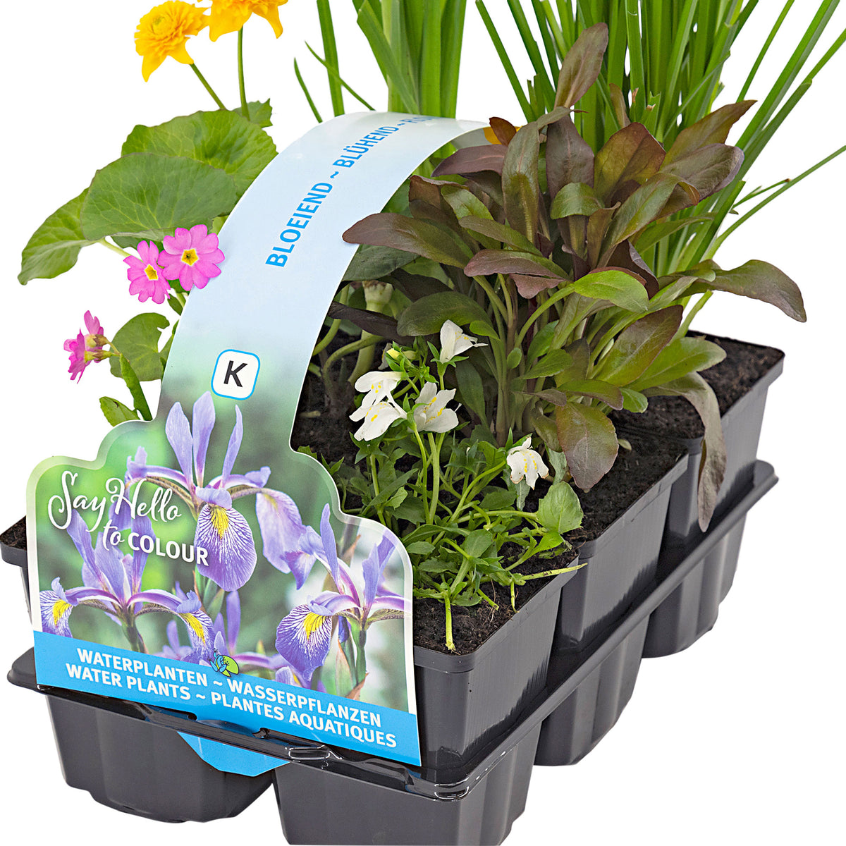 6x Flowering aquatic plants - Mix