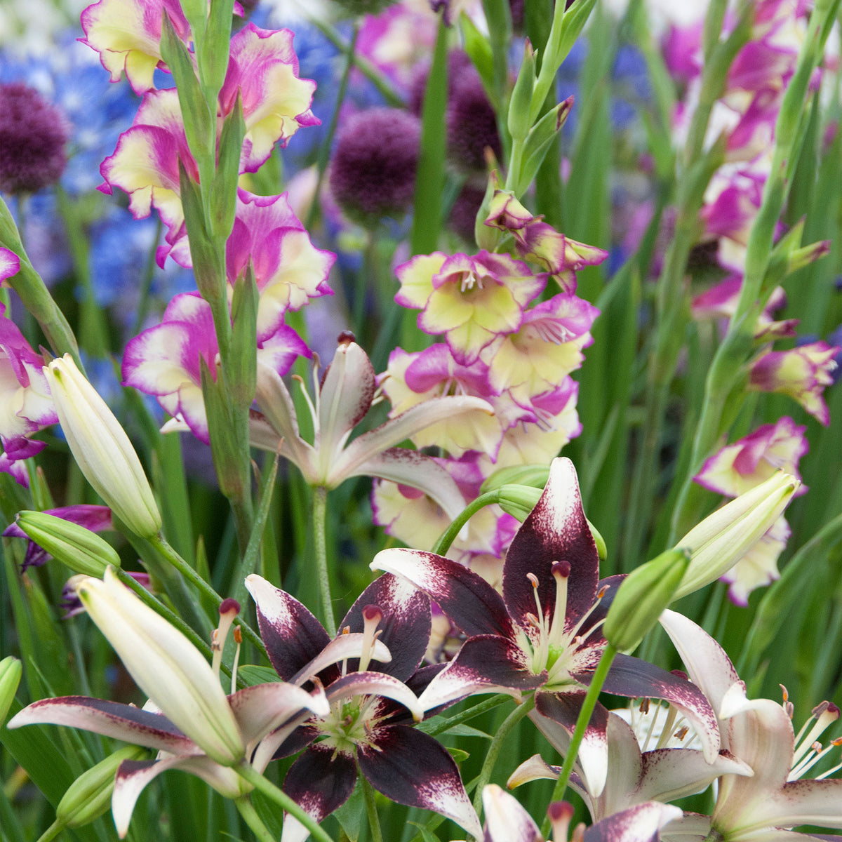 12x Gladiolus 'Flevo Laguna' + 3x Lily 'Curitiba' Mix