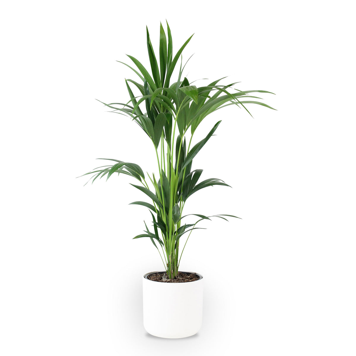 Kentia palm Howea forsteriana incl. decorative pot