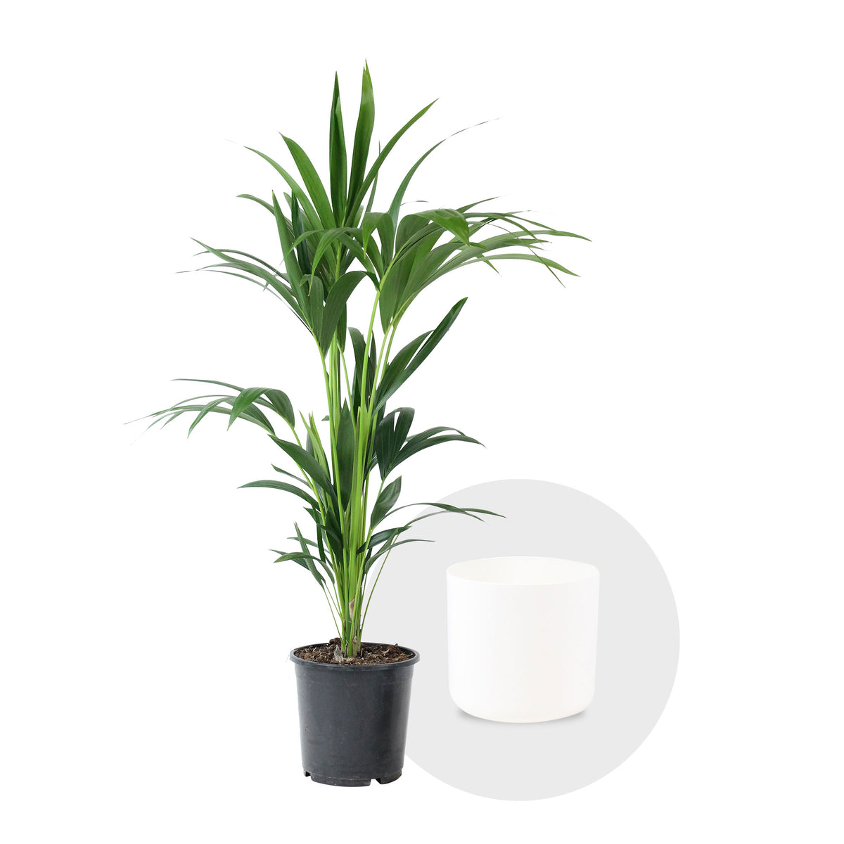 Kentia palm Howea forsteriana incl. decorative pot