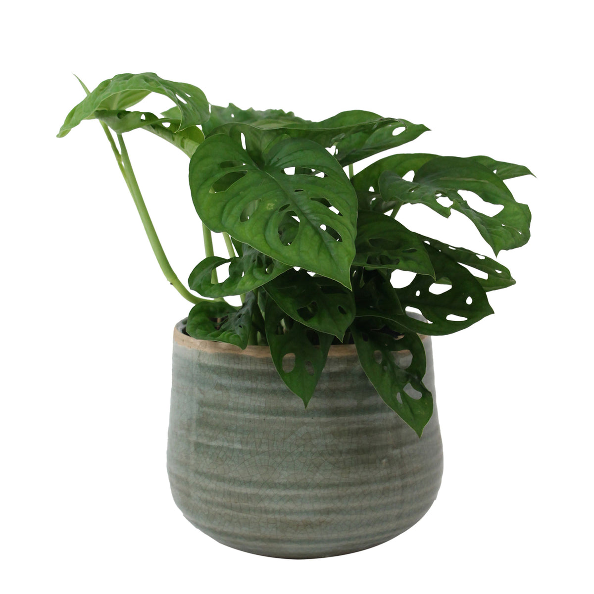 Swiss cheese plant Monstera 'Monkey Leaf' incl. decorative pot - Hanging plant