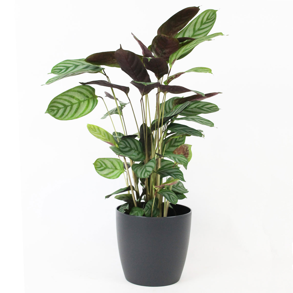 Prayer Plant Calathea 'Compact Star' incl. decorative pot