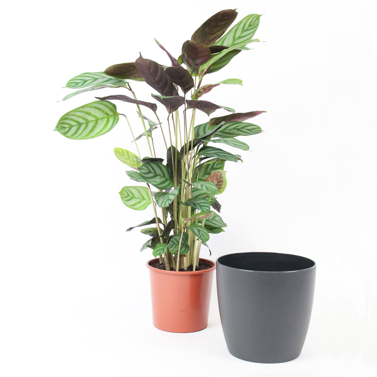 Prayer Plant Calathea 'Compact Star' incl. decorative pot