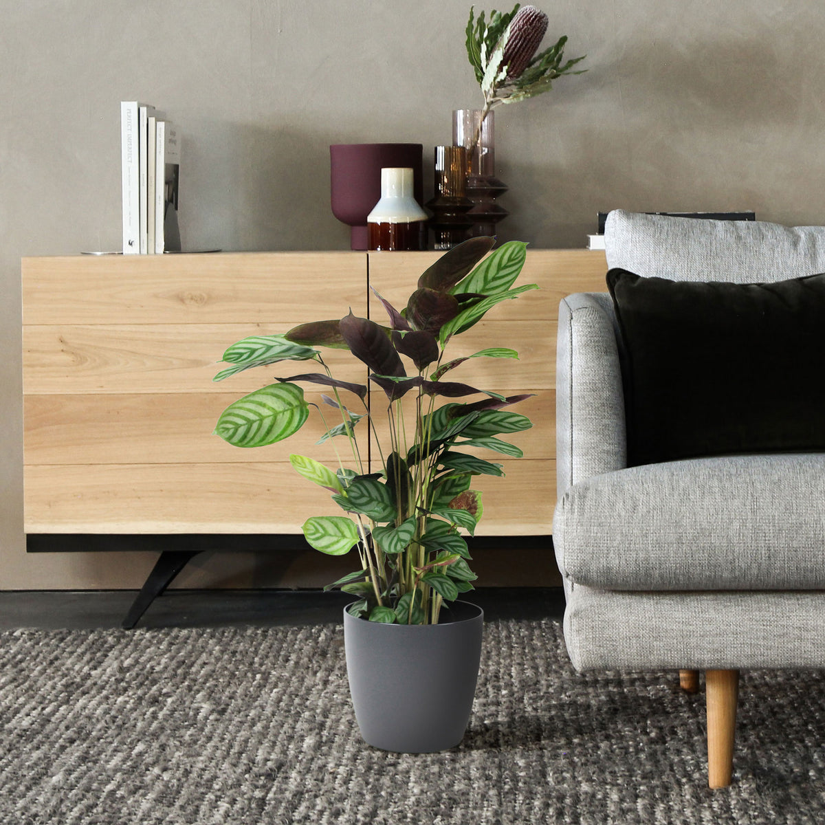 Prayer Plant Calathea 'Compact Star' incl. decorative pot