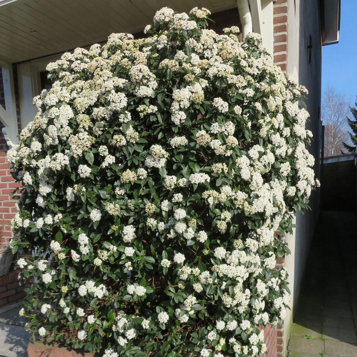 Guelder rose white - Hardy plant