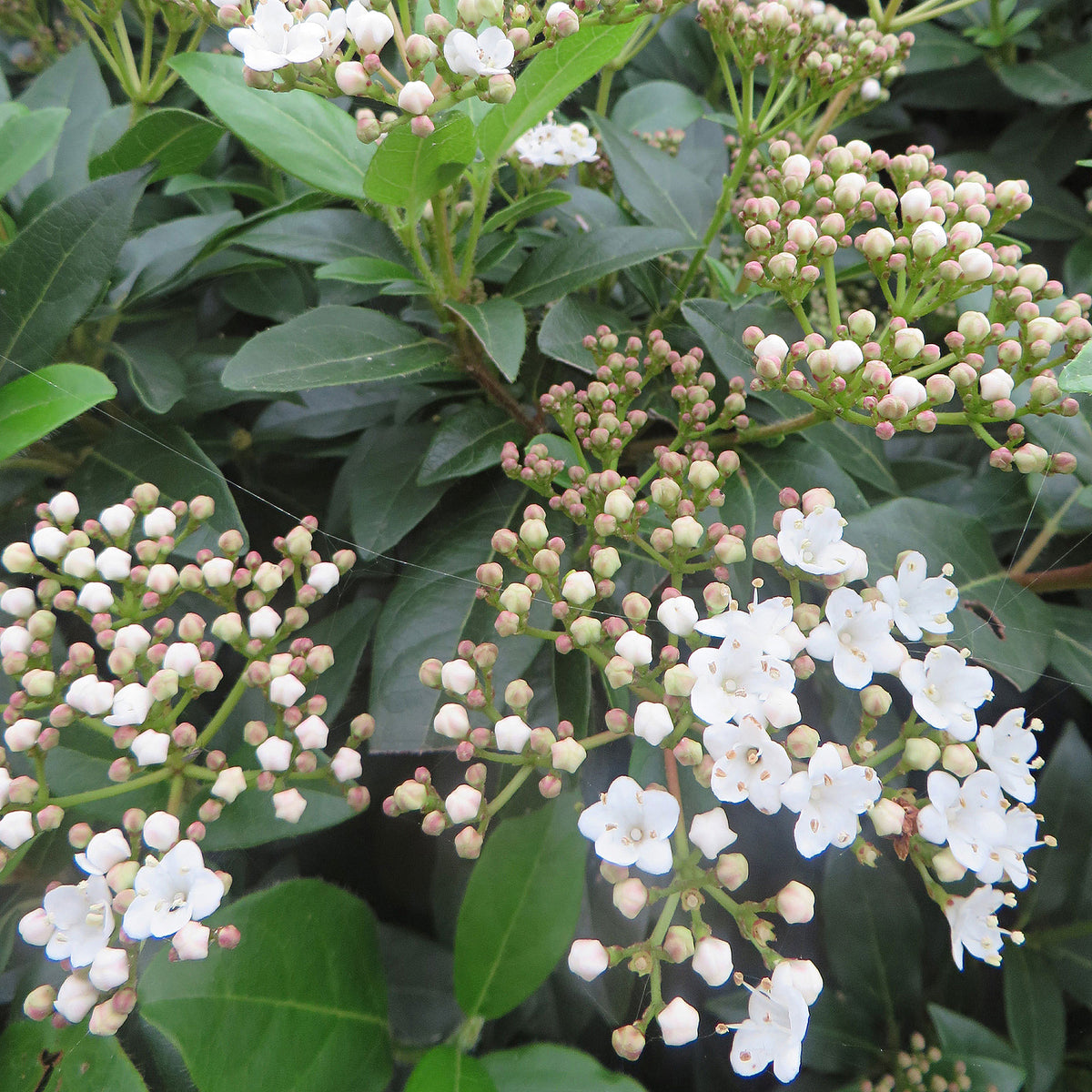 Guelder rose white - Hardy plant