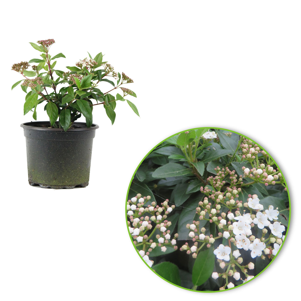 Guelder rose white - Hardy plant