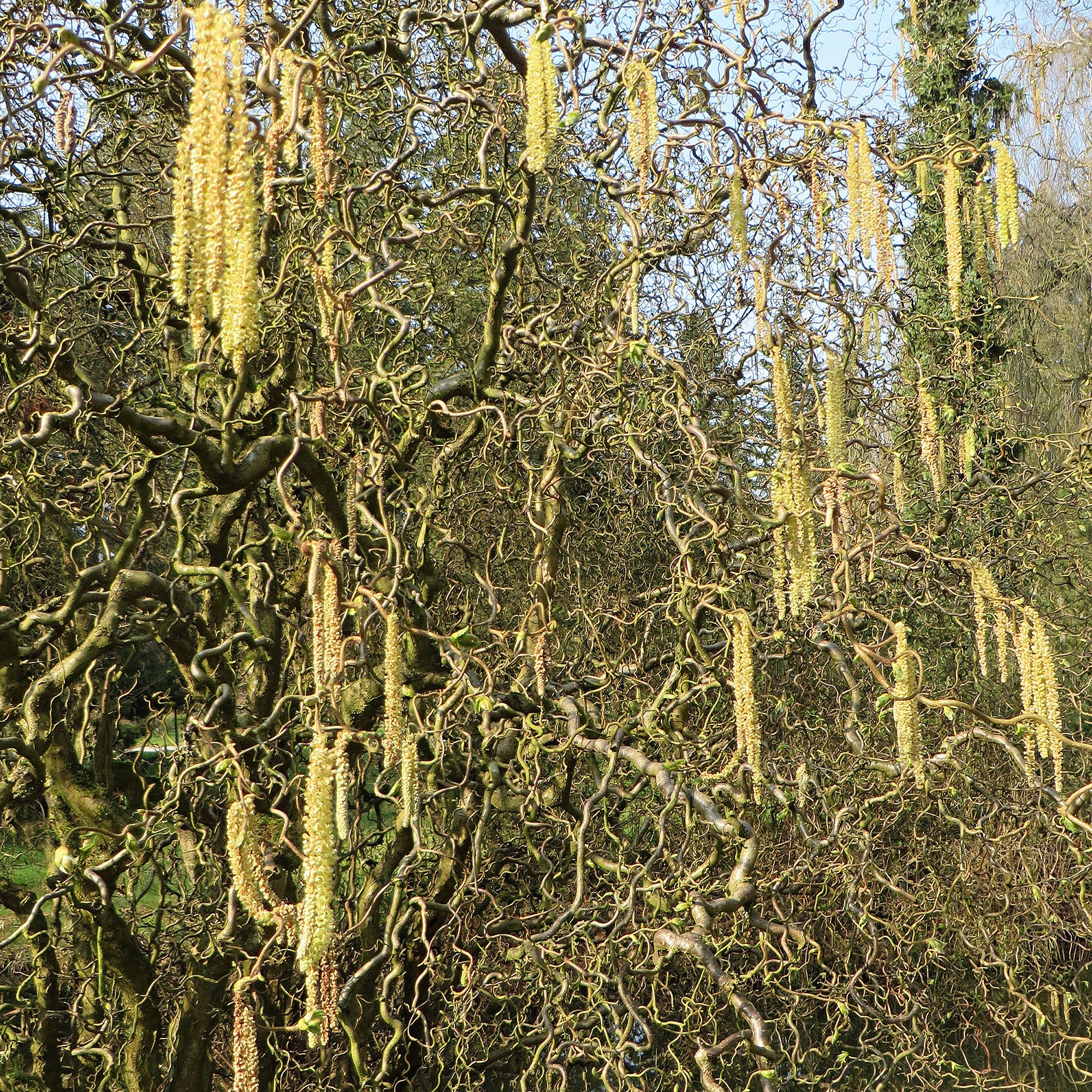 Twisted hazel hotsell twigs for sale