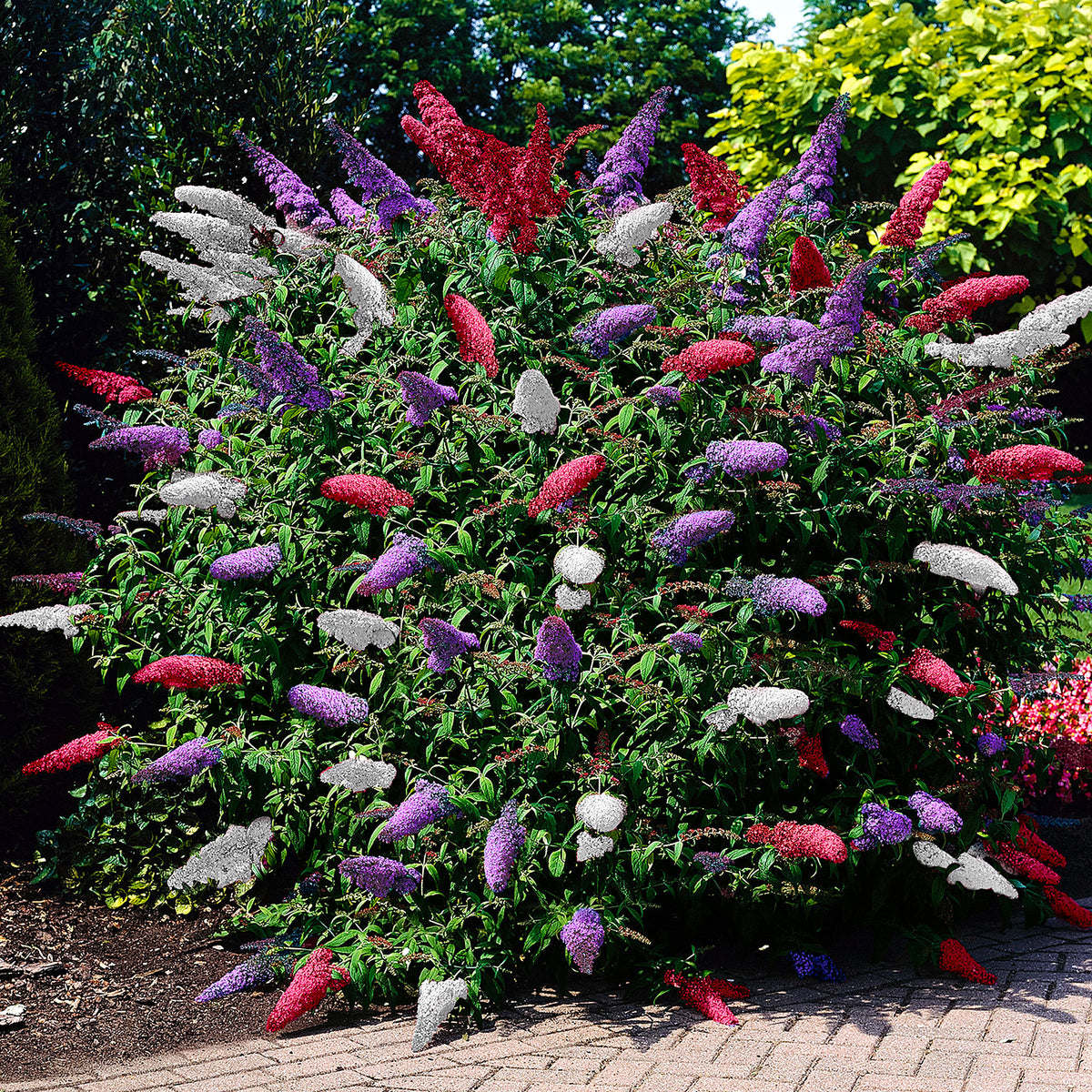 Butterfly Bush 'Tricolor' Purple-White-Pink - Hardy plant
