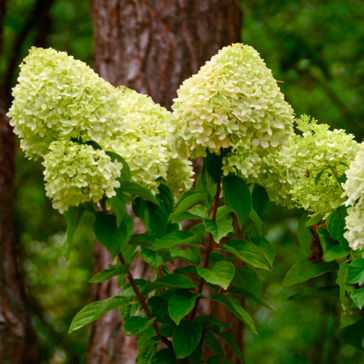Panicle Hydrangea 'Limelight' White - Hardy plant