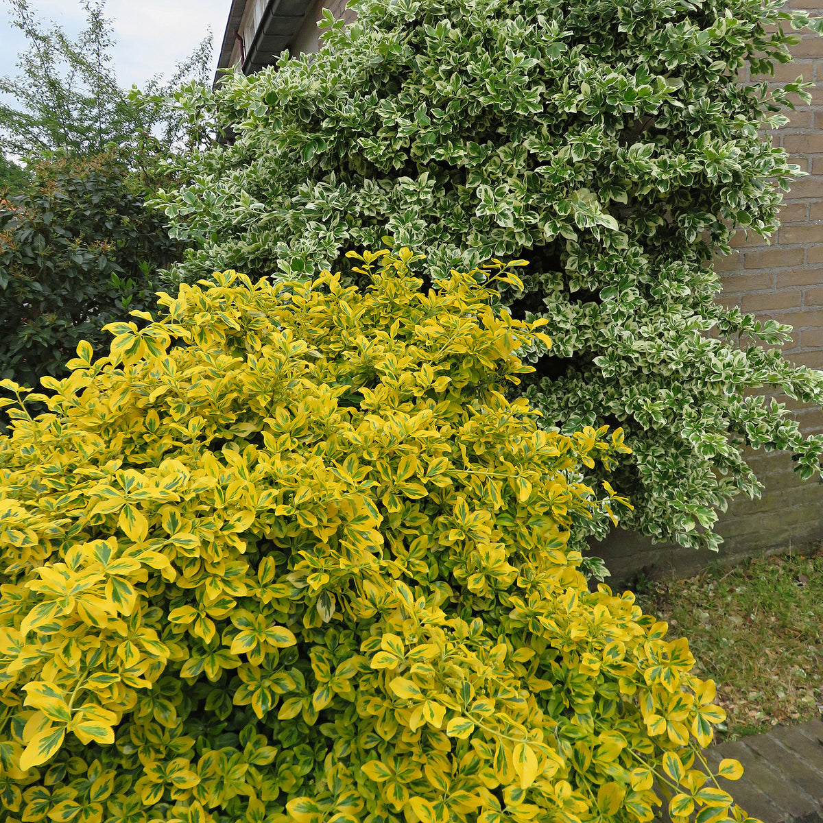 Six-pack of Euonymus 'Emerald Gold' yellow ground cover plants - Hardy plant