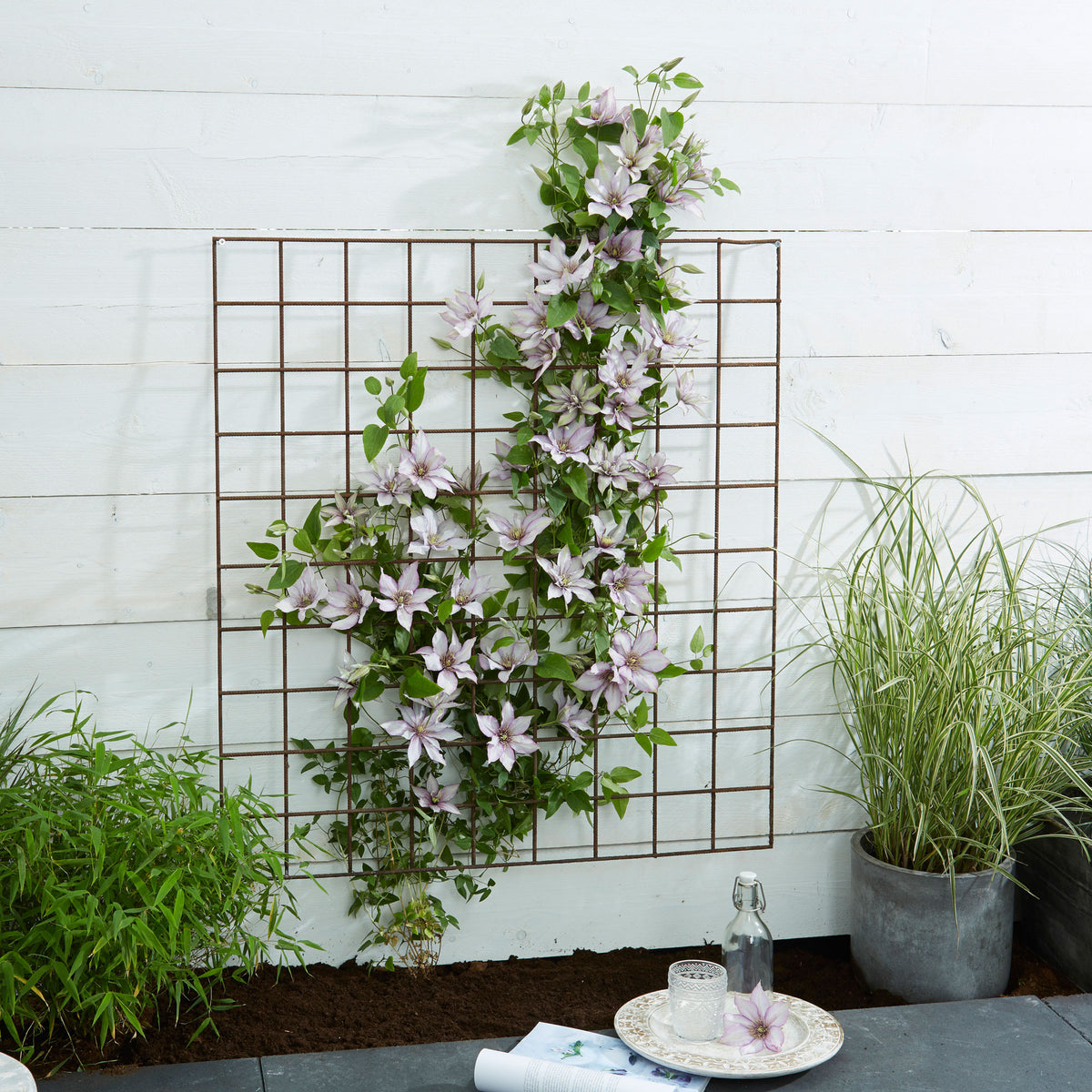 Clematis 'Samaritan Jo' white - Hardy plant