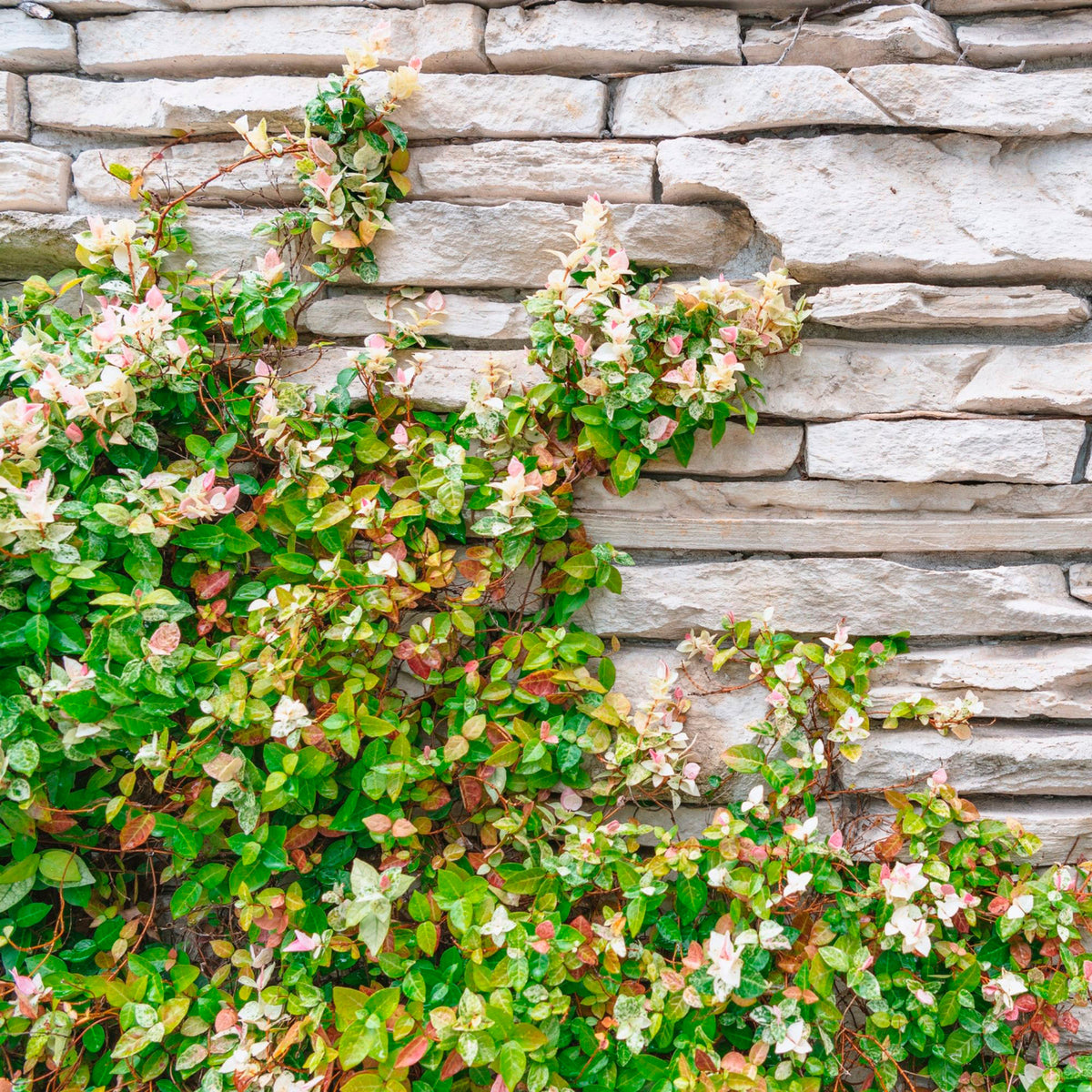 Star jasmine Trachelospermum 'Star of Venice' white - Hardy plant