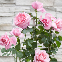 Climbing rose Rosa 'Crazy in Love' pink - Hardy plant