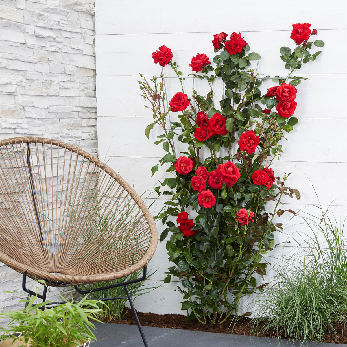 Climbing rose Rosa 'Crazy in Love' red - Hardy plant