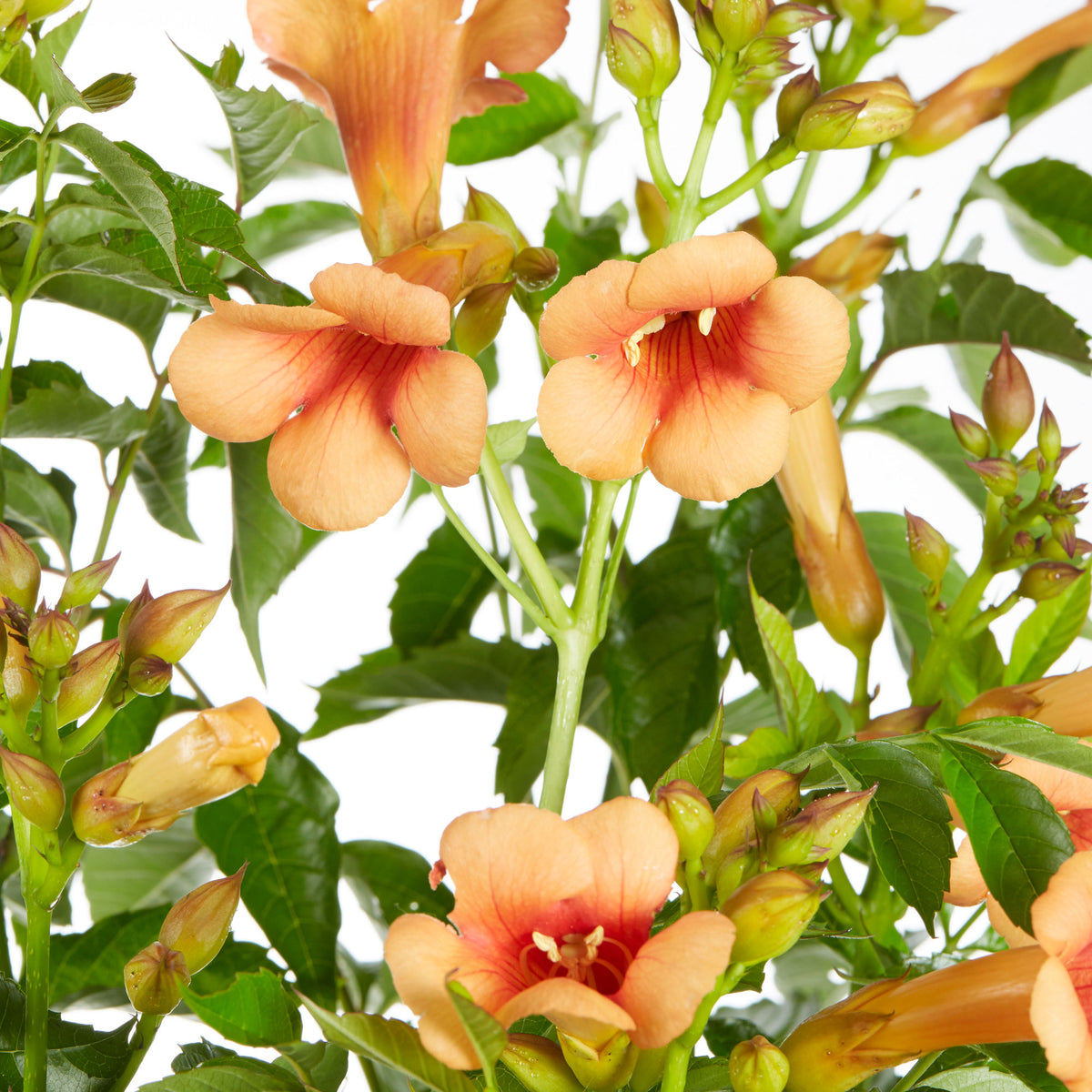 Trumpet flower 'Indian Summer' orange - Hardy plant
