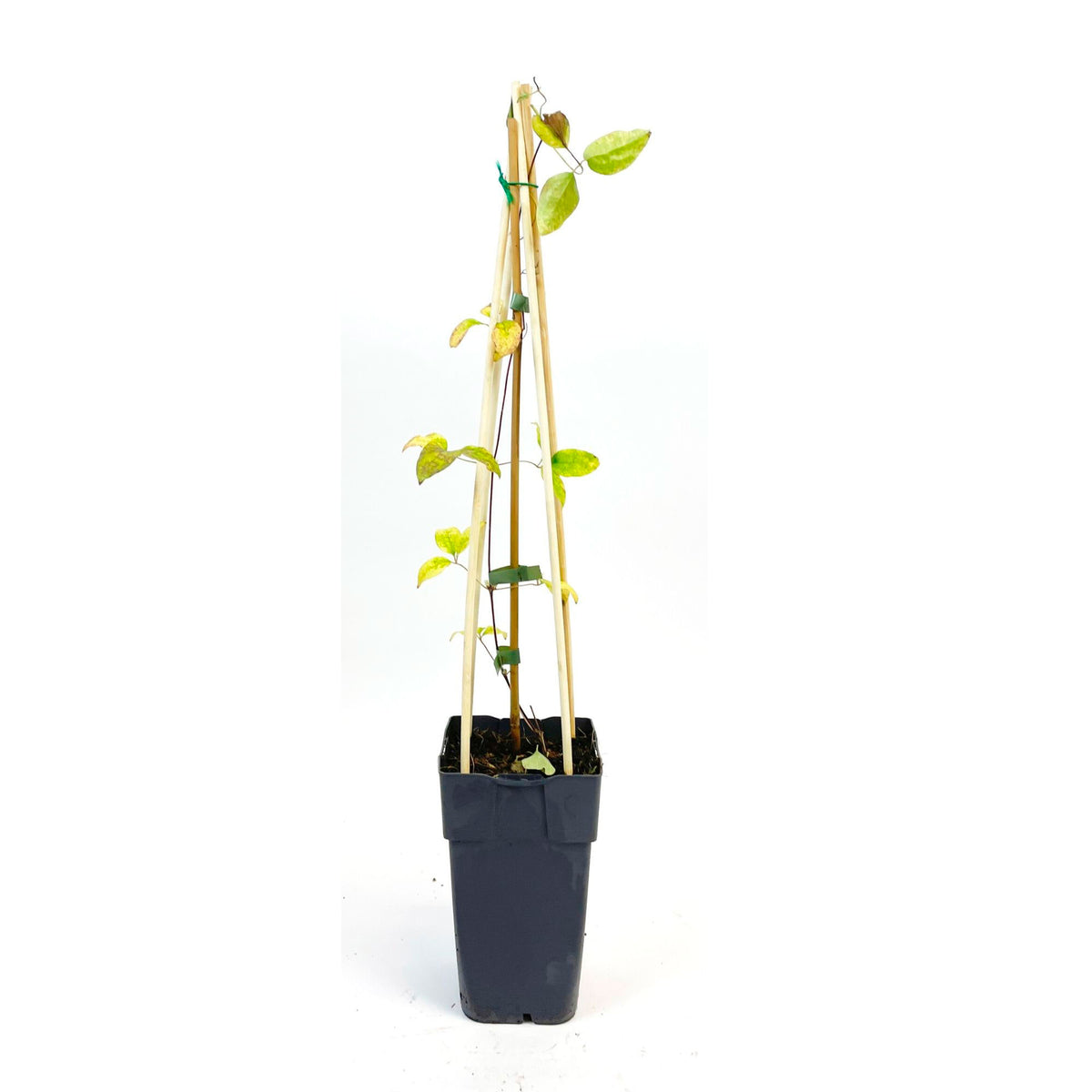 Clematis 'Armandii' white - Hardy plant