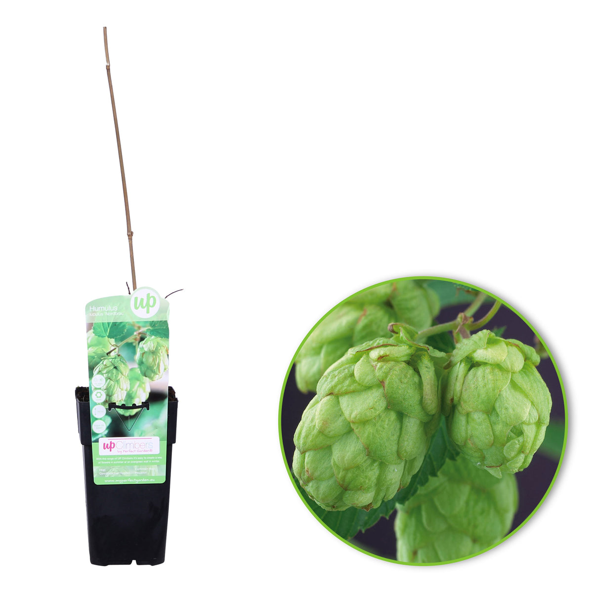 Hops 'Nordbrau' - Hardy plant