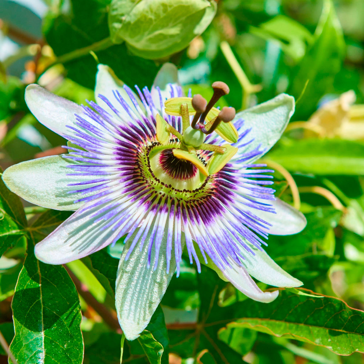 Passion flower Passiflora caerulea blue - Hardy plant